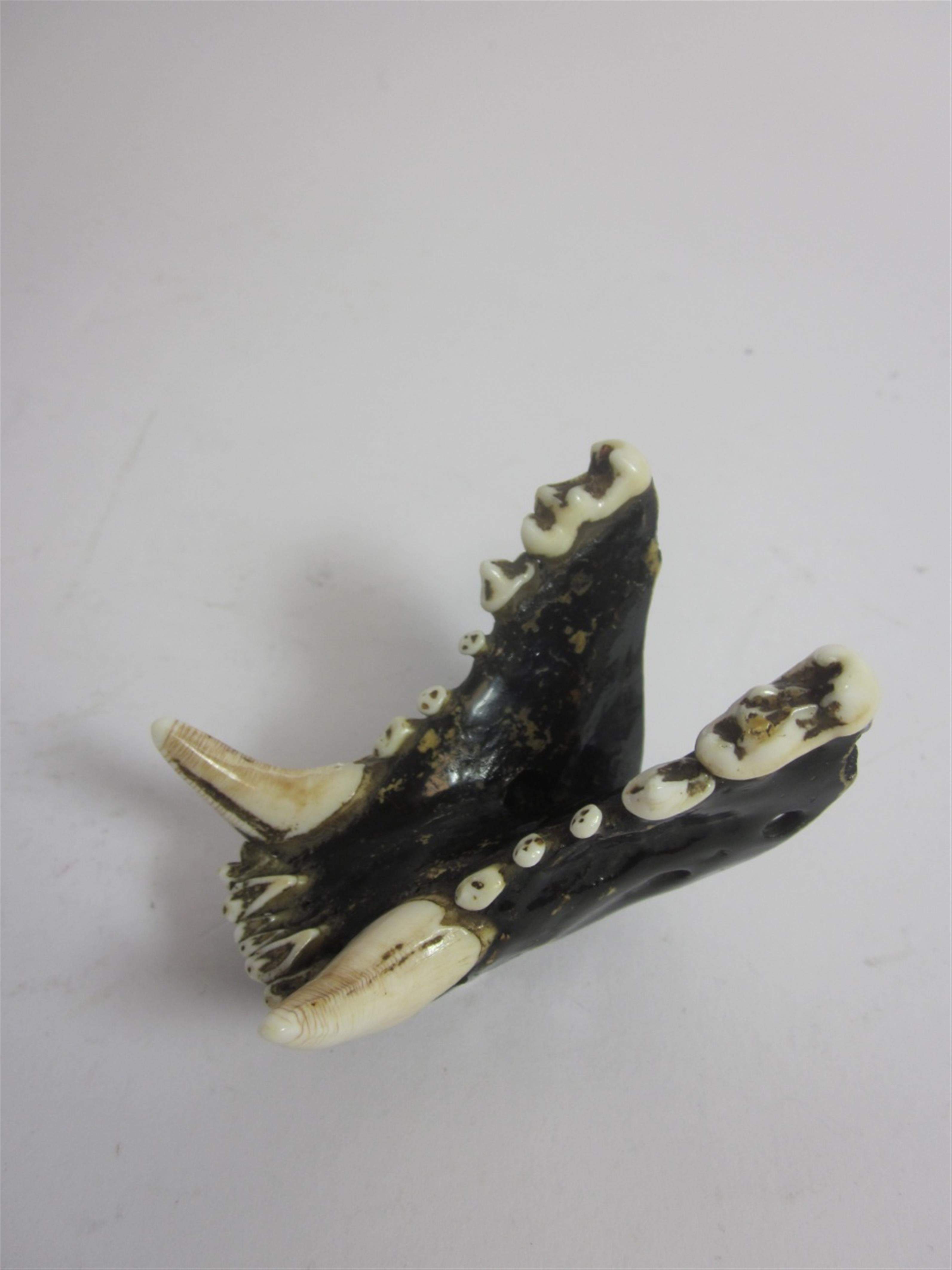 Lower jaw of possily a wolf. 19th century - image-1