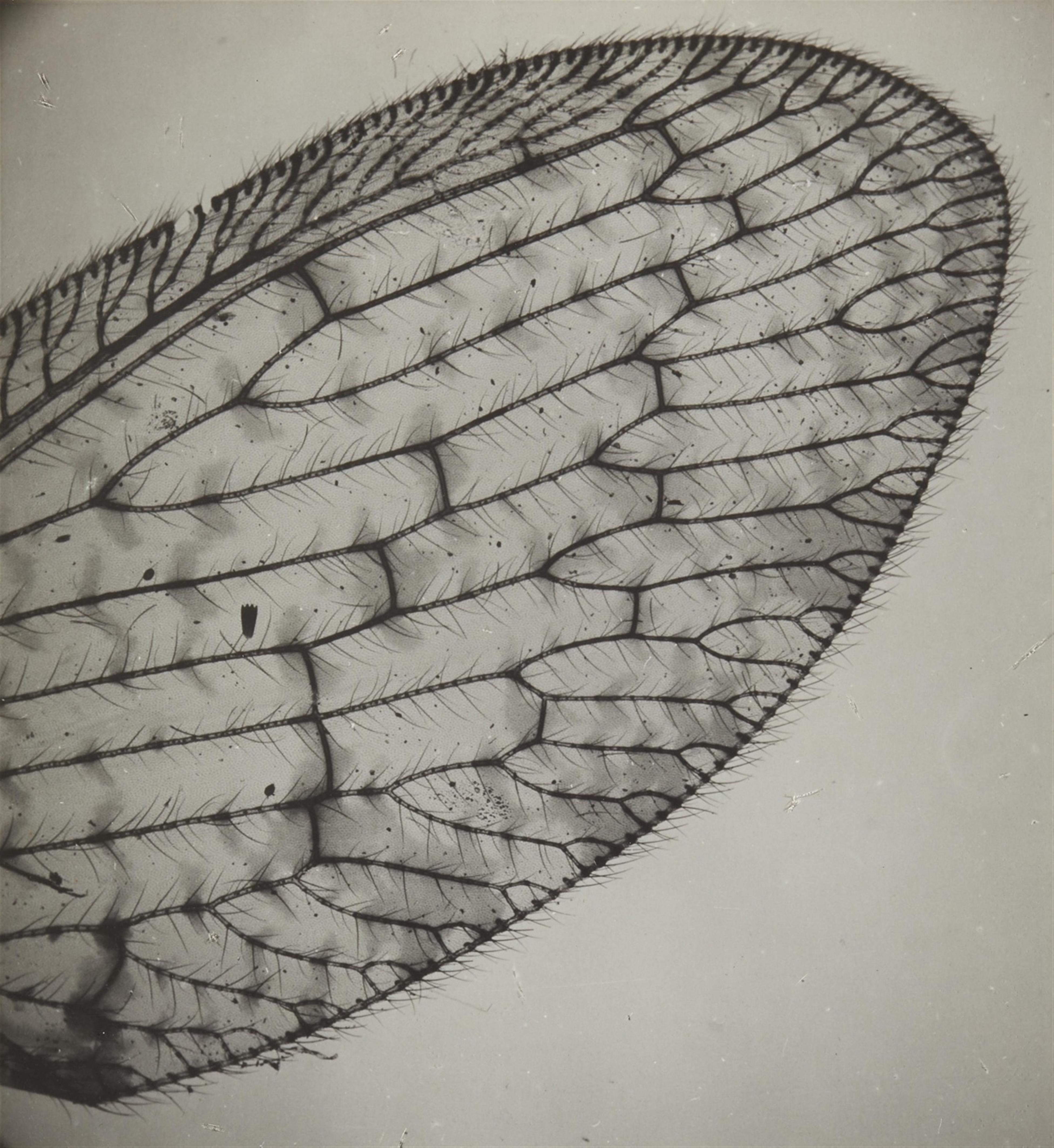 Imre Kinszki - Wing of a lacewing - image-1