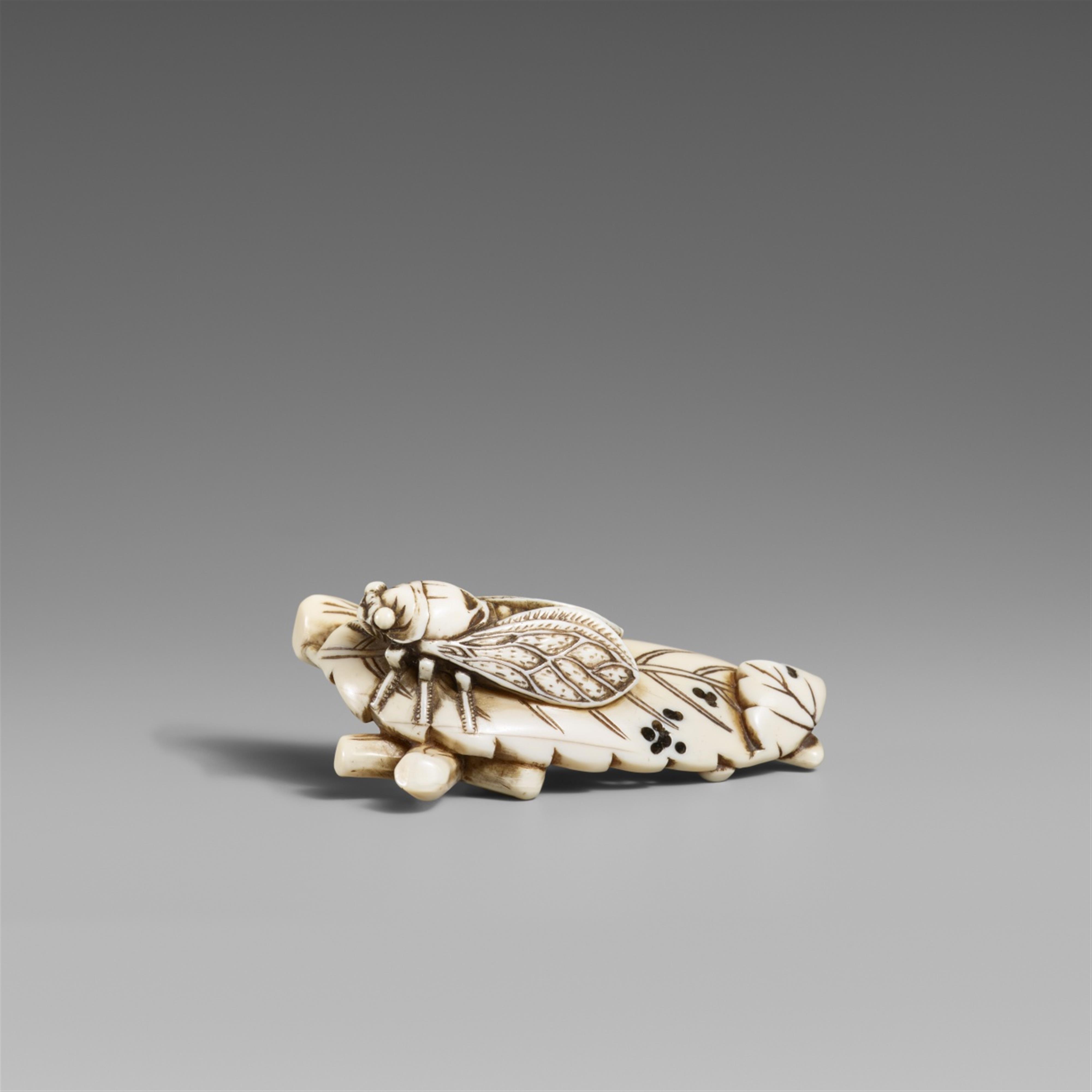 A large ivory netsuke of a cicada on a leaf. First half 19th century - image-1