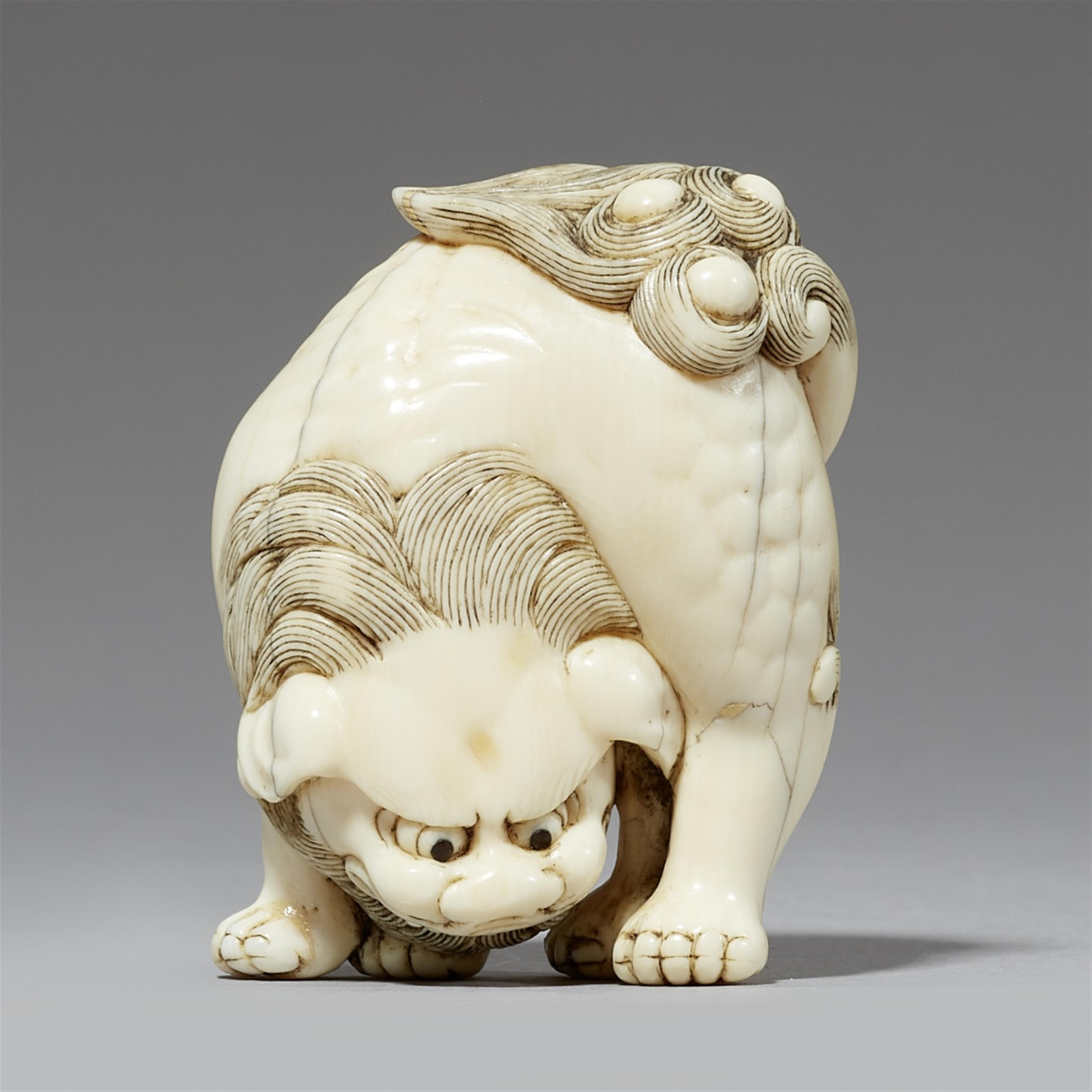 A powerful ivory netsuke of a shishi. 18th century - image-1