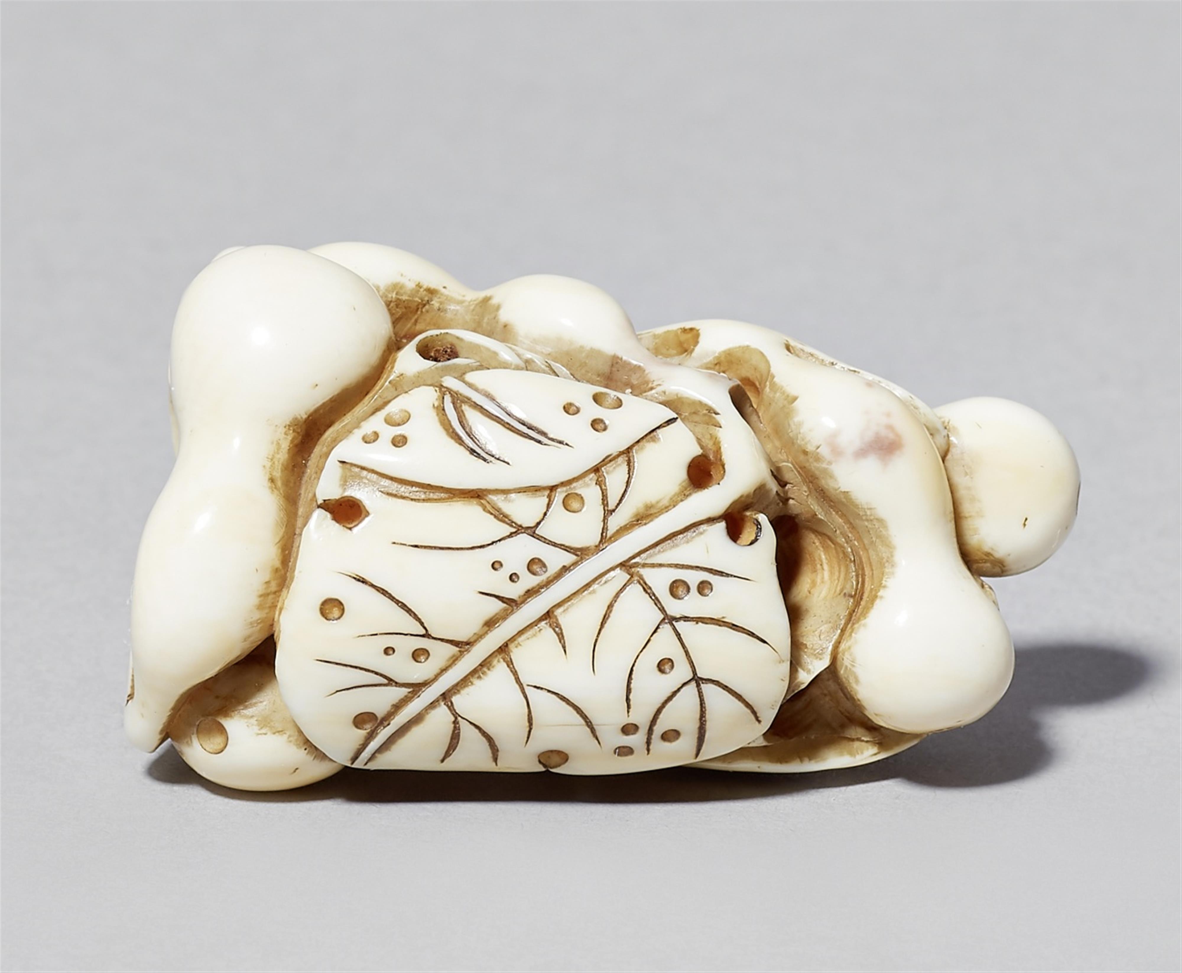 An ivory netsuke of six gourds. Late 19th century - image-1