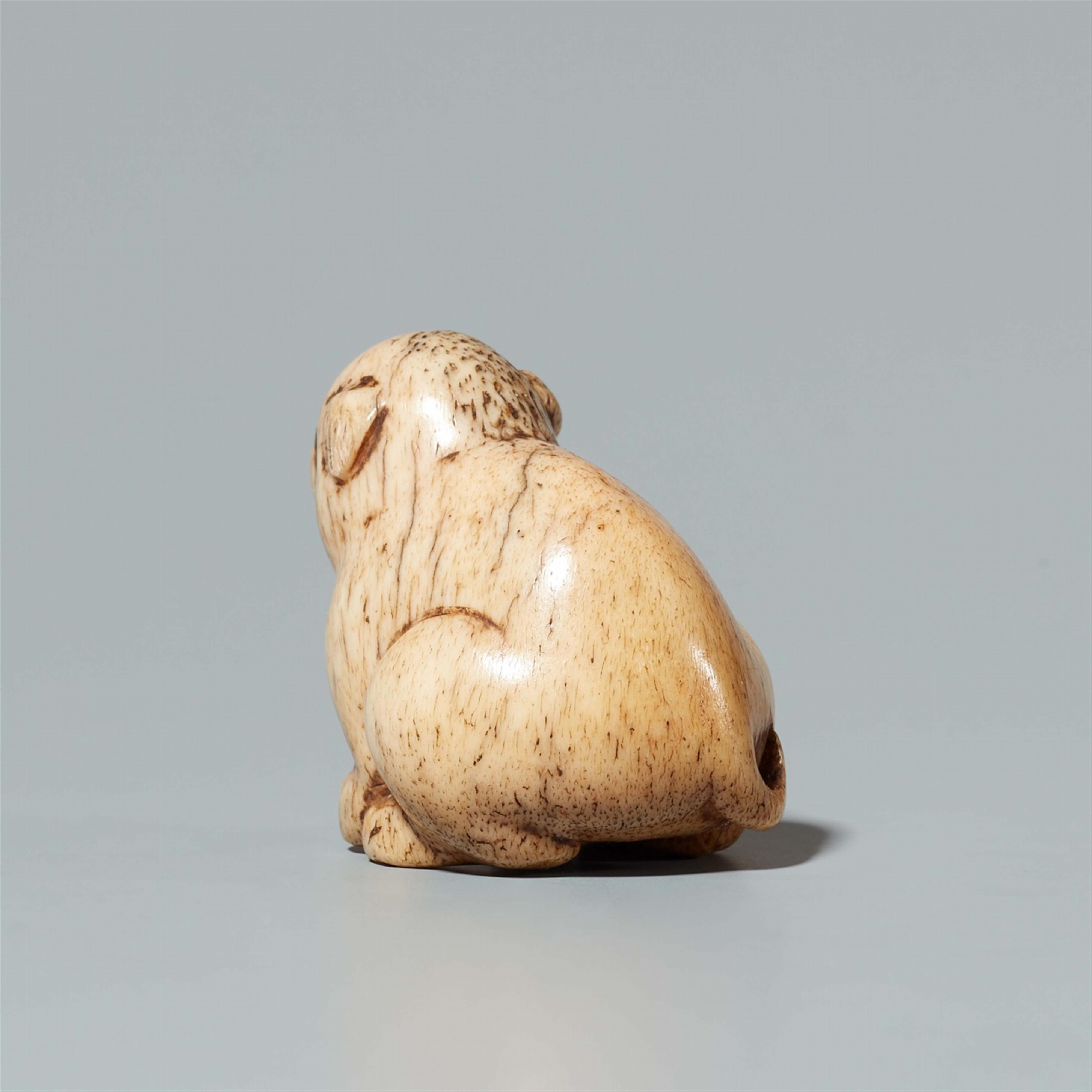 A stag antler netsuke of a small dog. Early 19th century - image-3