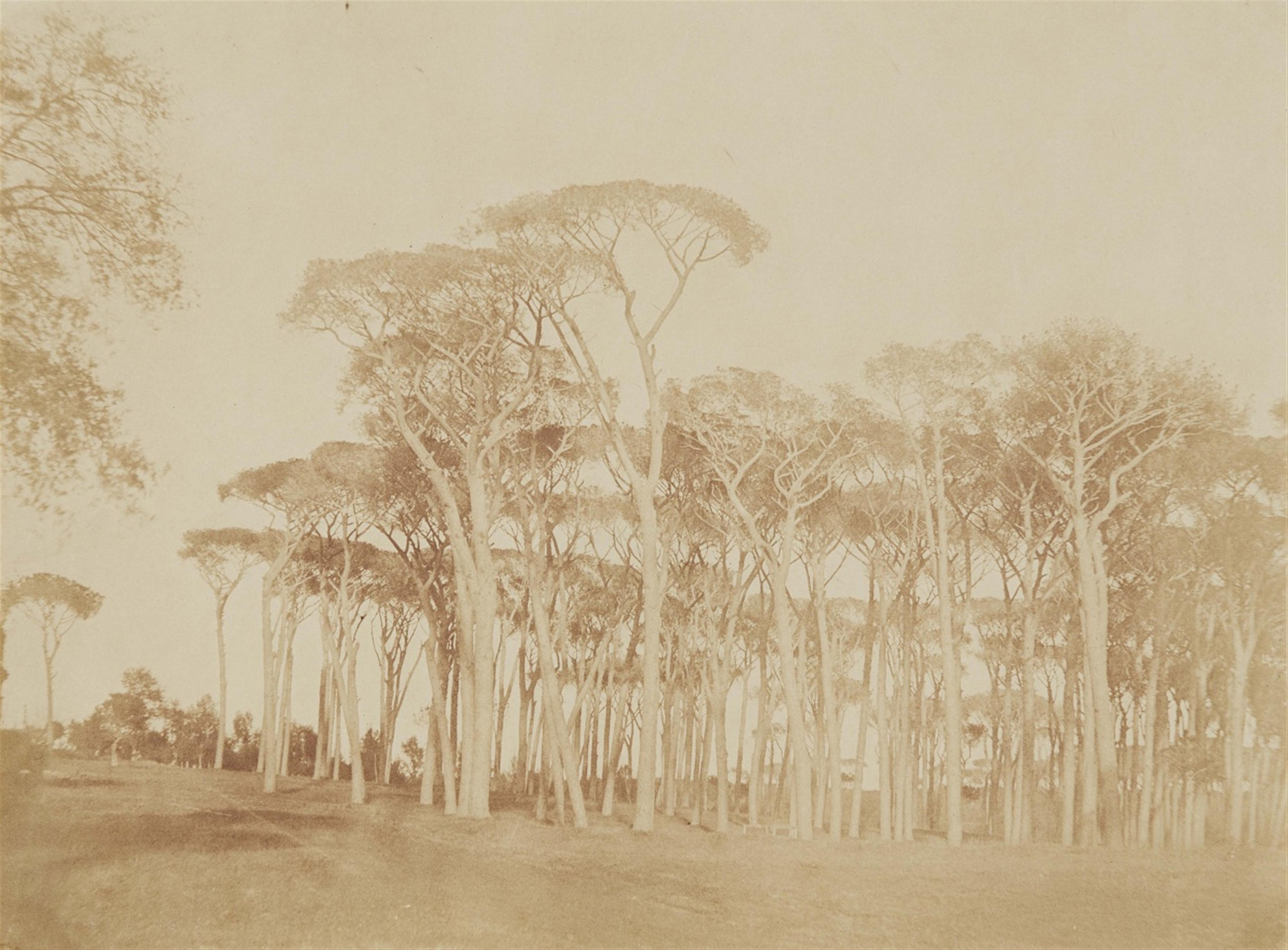 Giacomo Caneva - Pinien im Park der Villa Doria Pamphilj - image-1