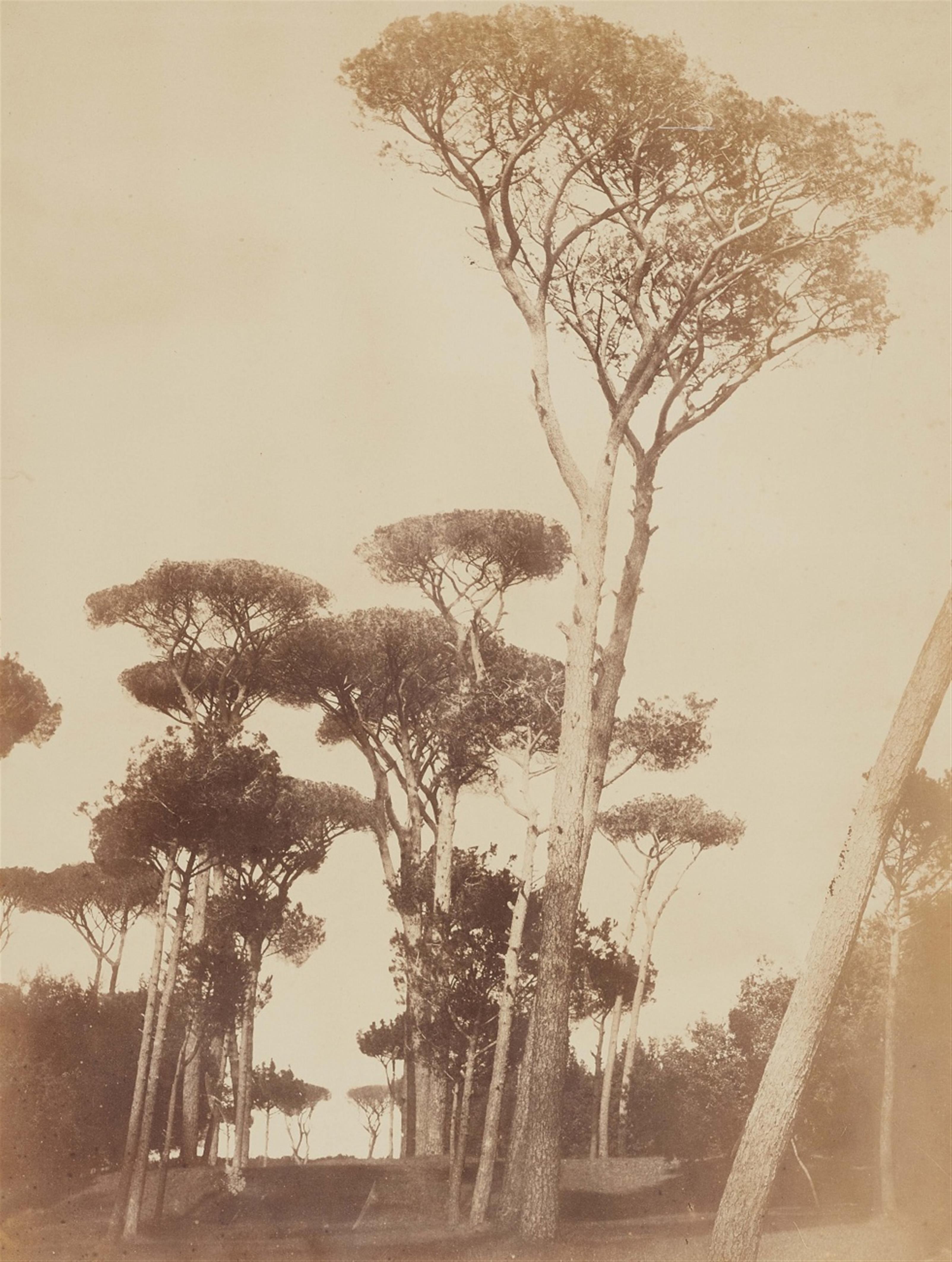 Robert Mcpherson - Pine Trees, Villa Doria Pamphilj - image-1