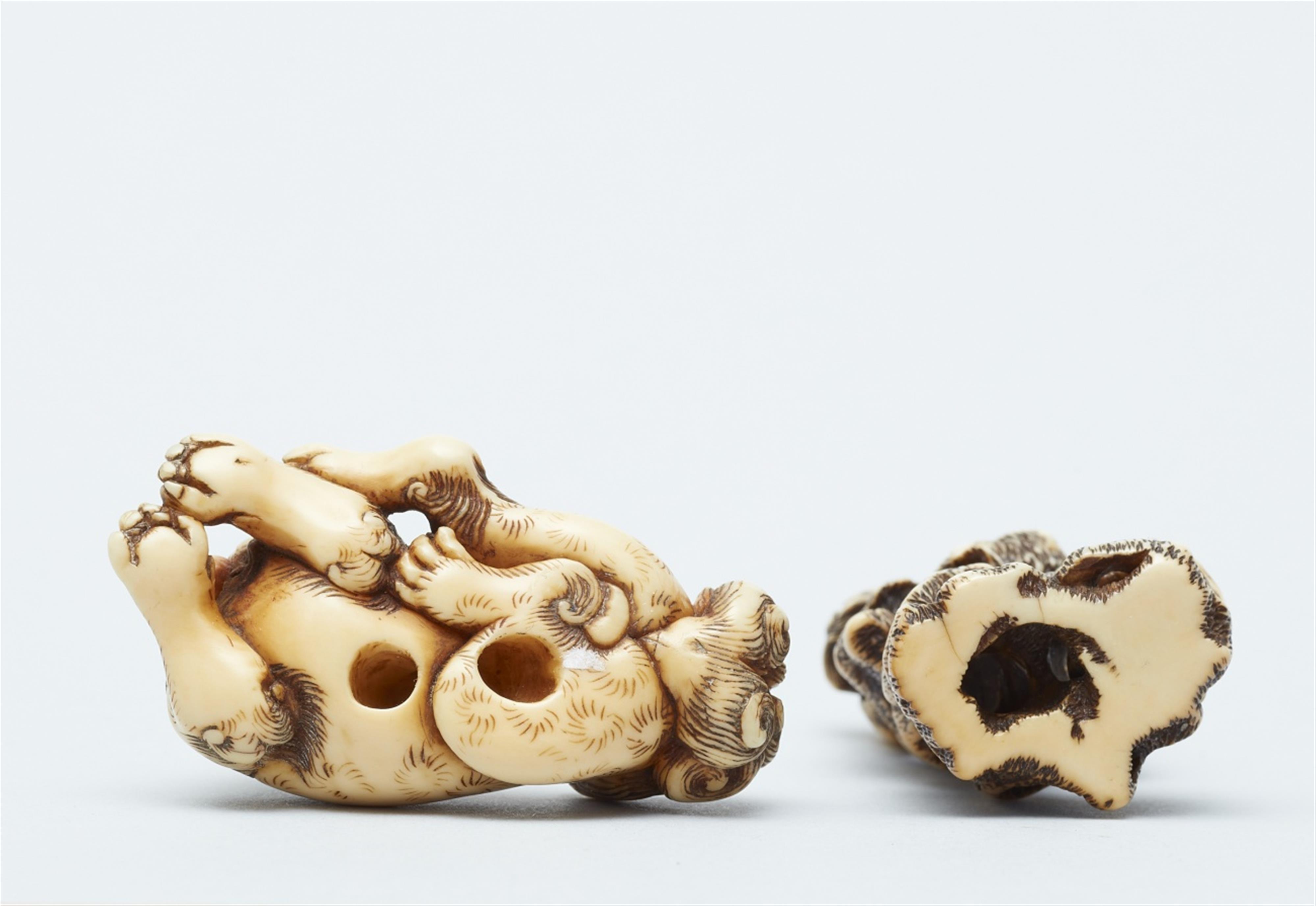 Two ivory netsuke of shishi. 19th century - image-5