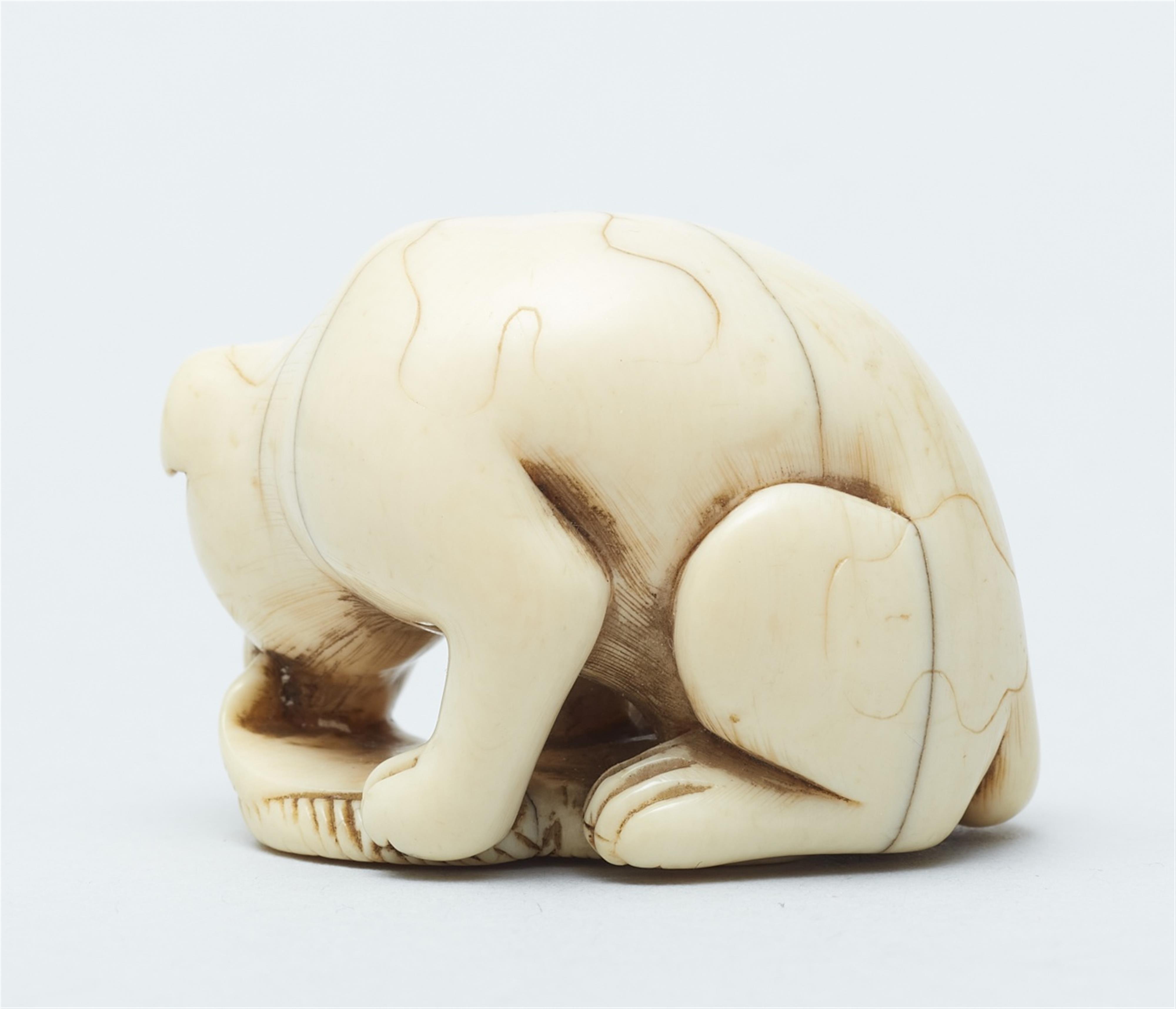 An ivory netsuke of a peabald dog. Late 18th/early 19th century - image-2