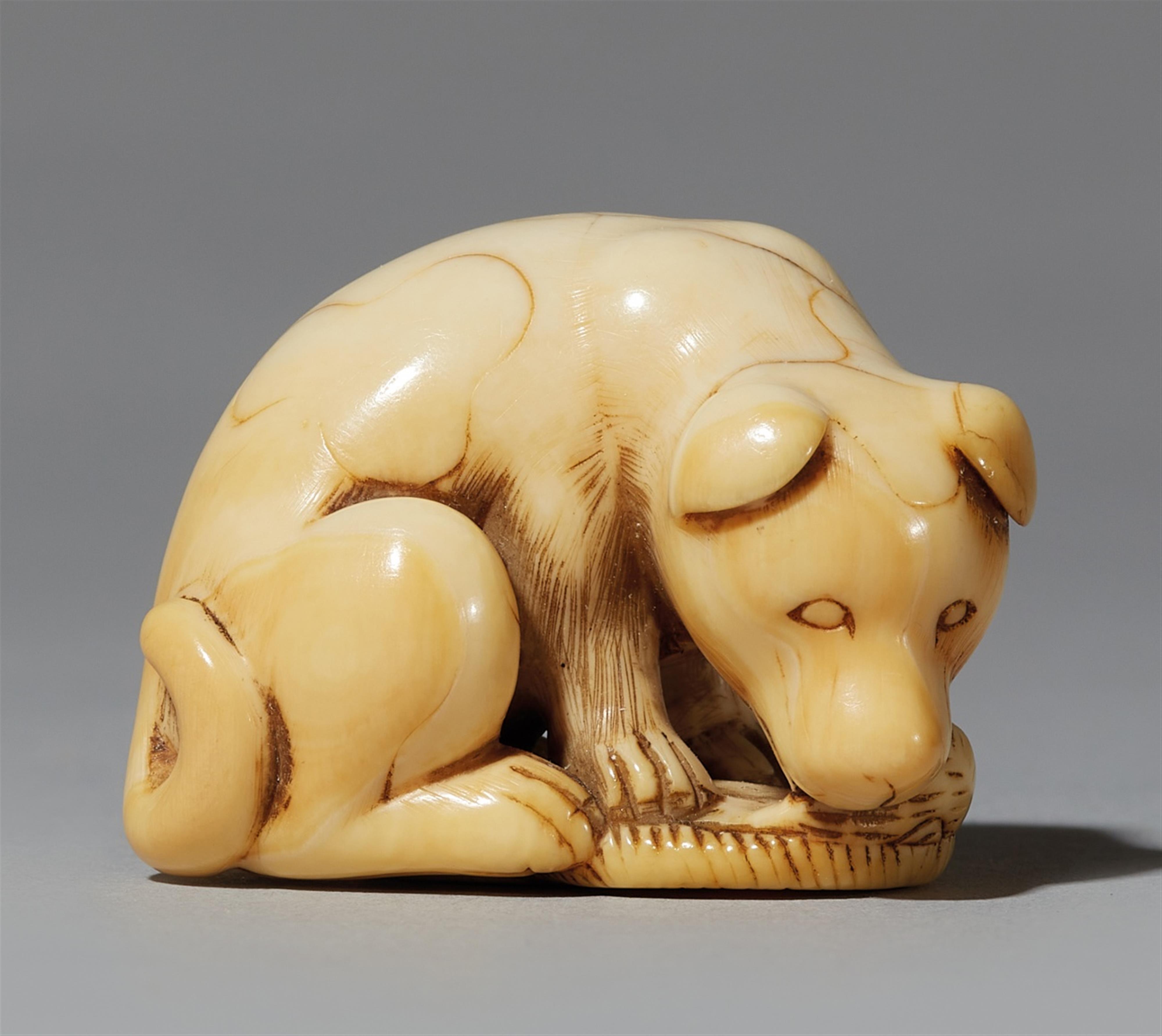 An ivory netsuke of a peabald dog. Late 18th/early 19th century - image-1