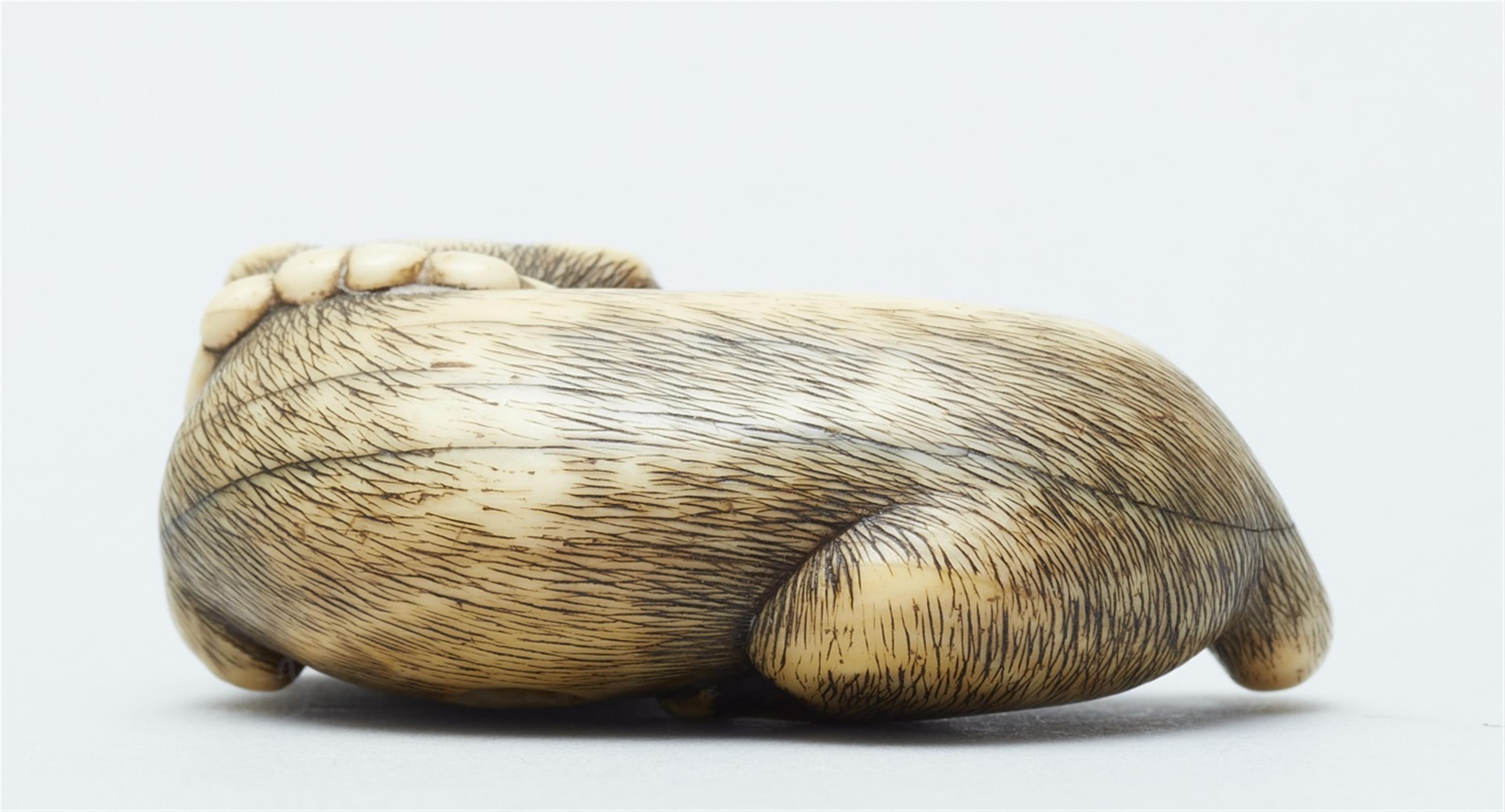 A large ivory netsuke of a puppy with a straw sandal. Late 18th/early 19th century - image-2