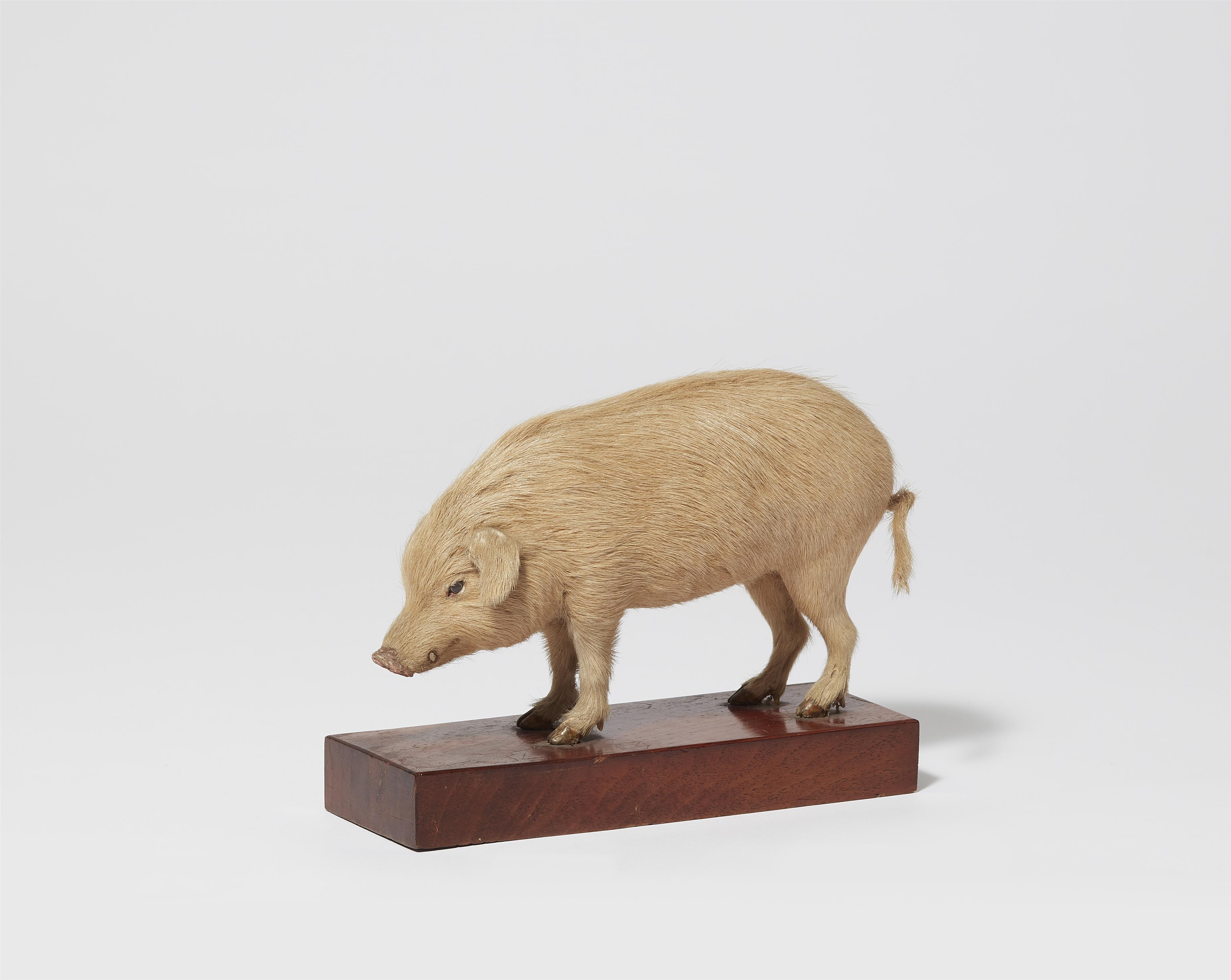 A taxidermy miniature of a pig - image-1