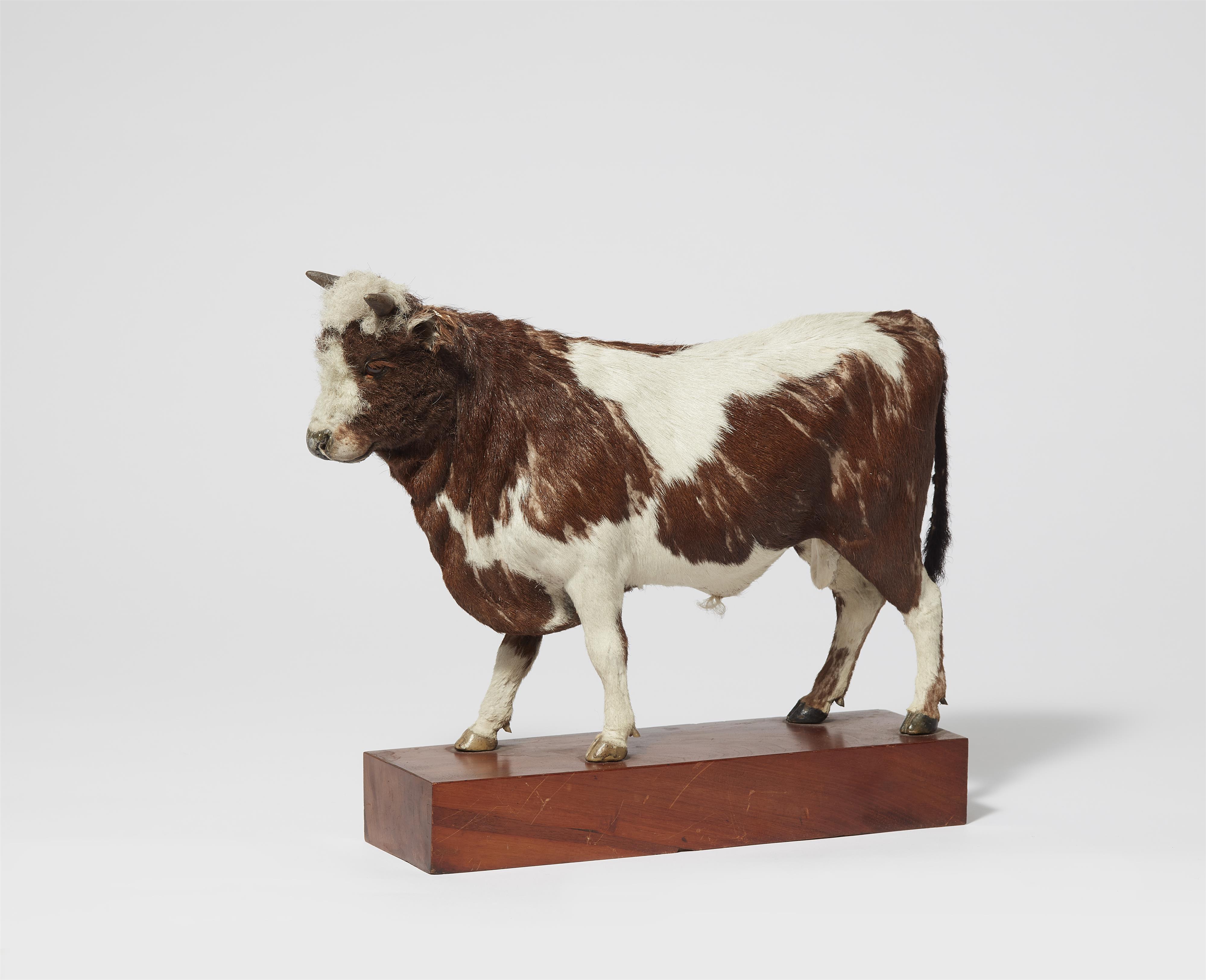 A taxidermy miniature of a bull - image-1