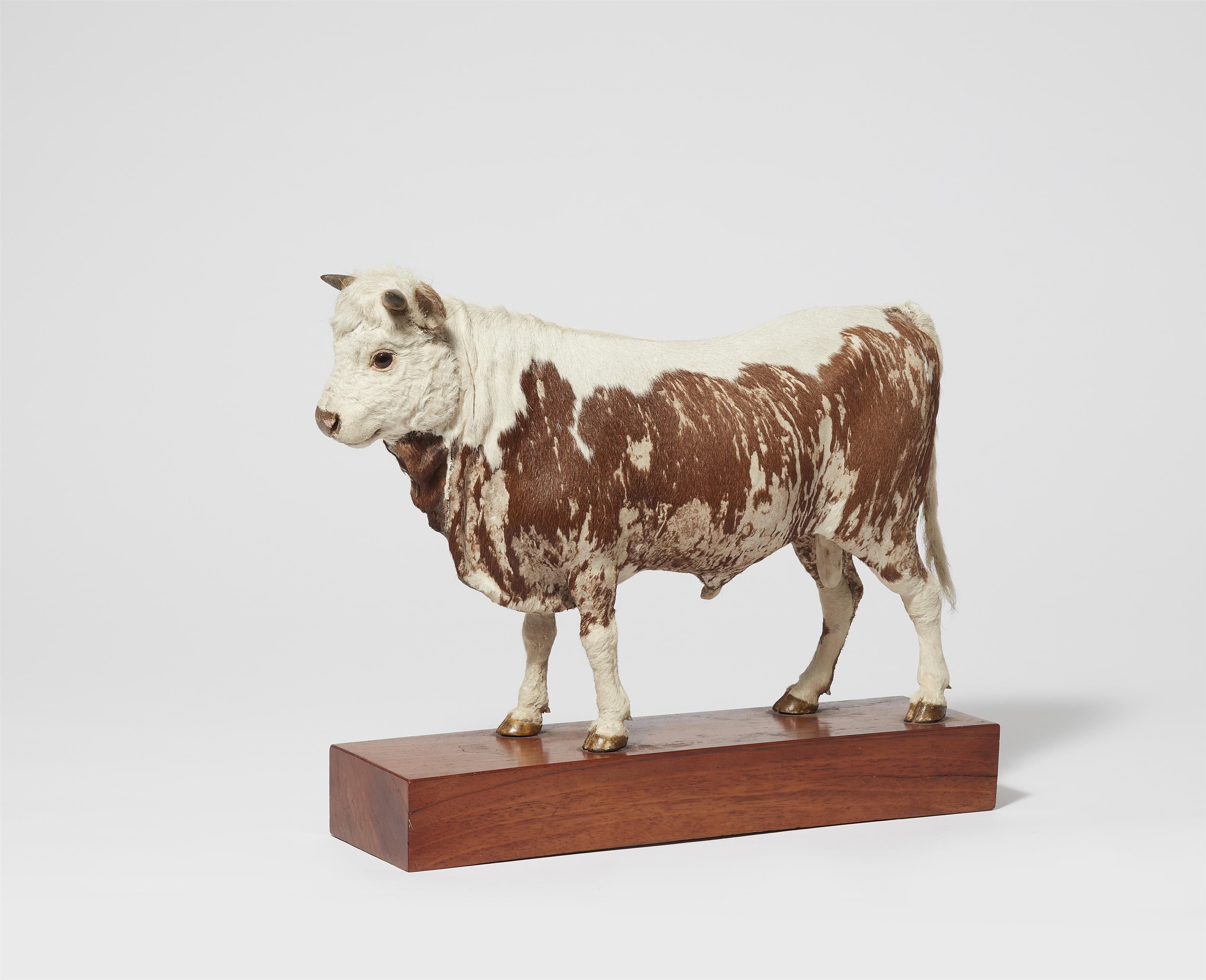 A taxidermy miniature of a bull - image-1