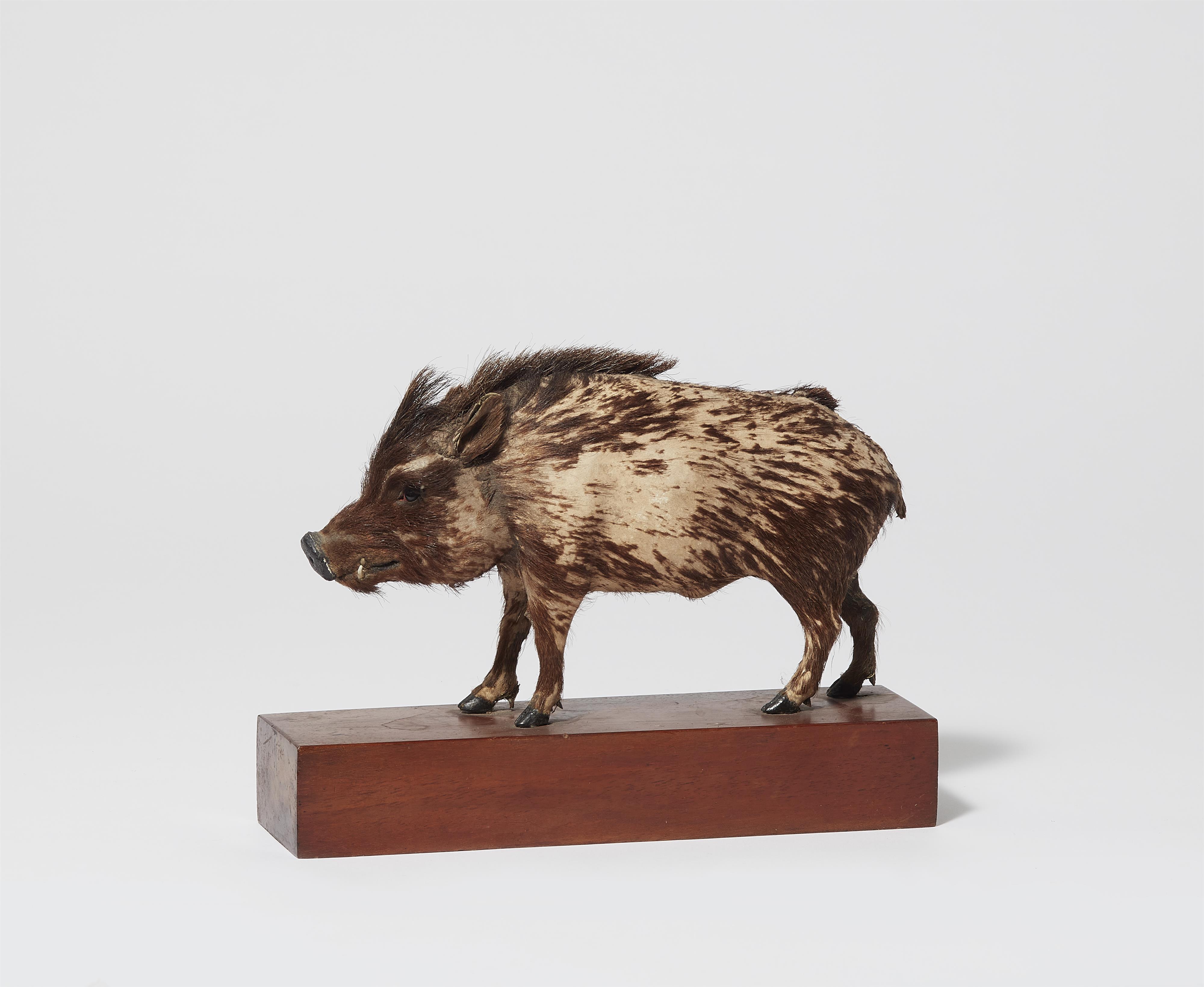 A taxidermy miniature of a boar - image-1