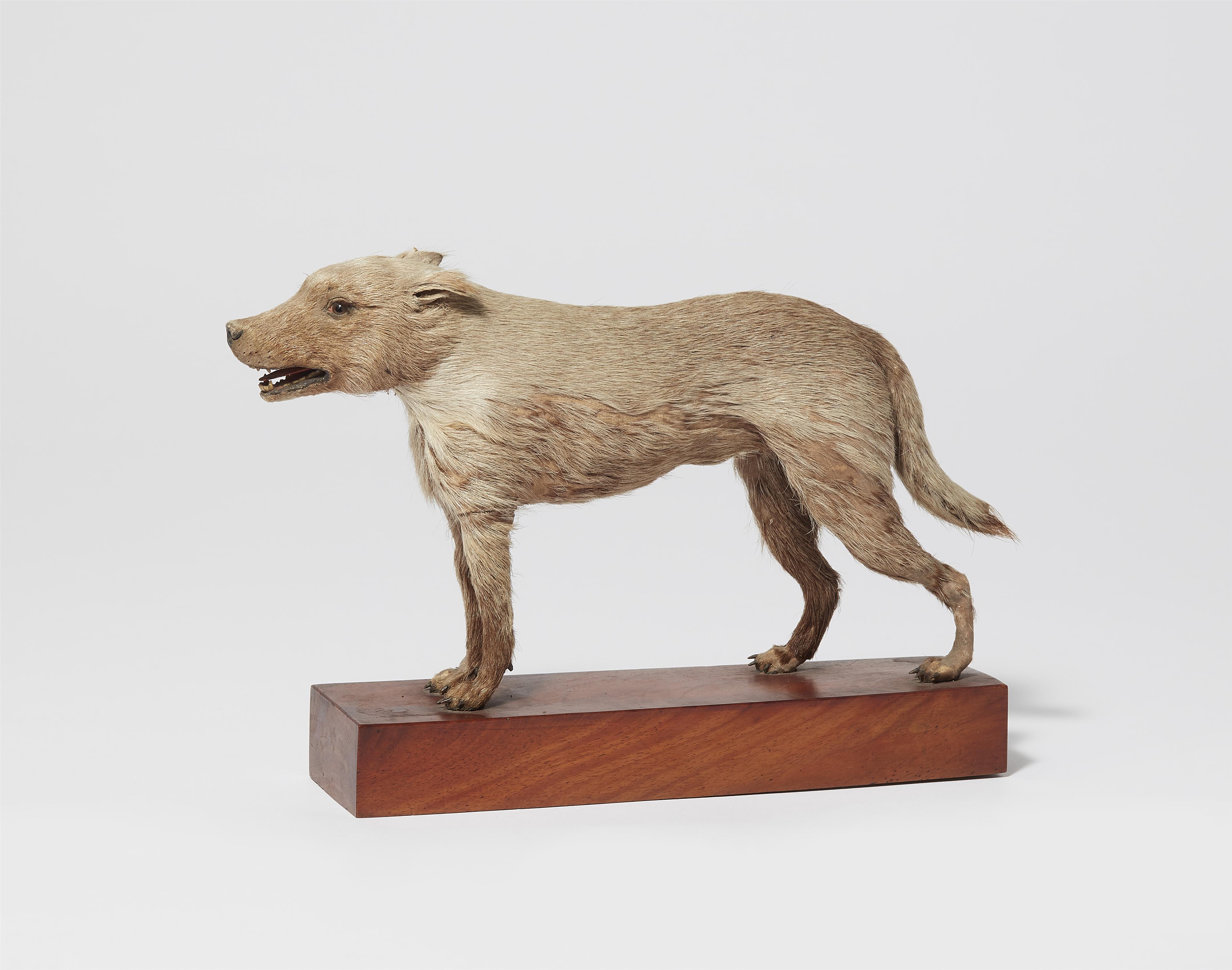 A taxidermy miniature of a wolf - image-1