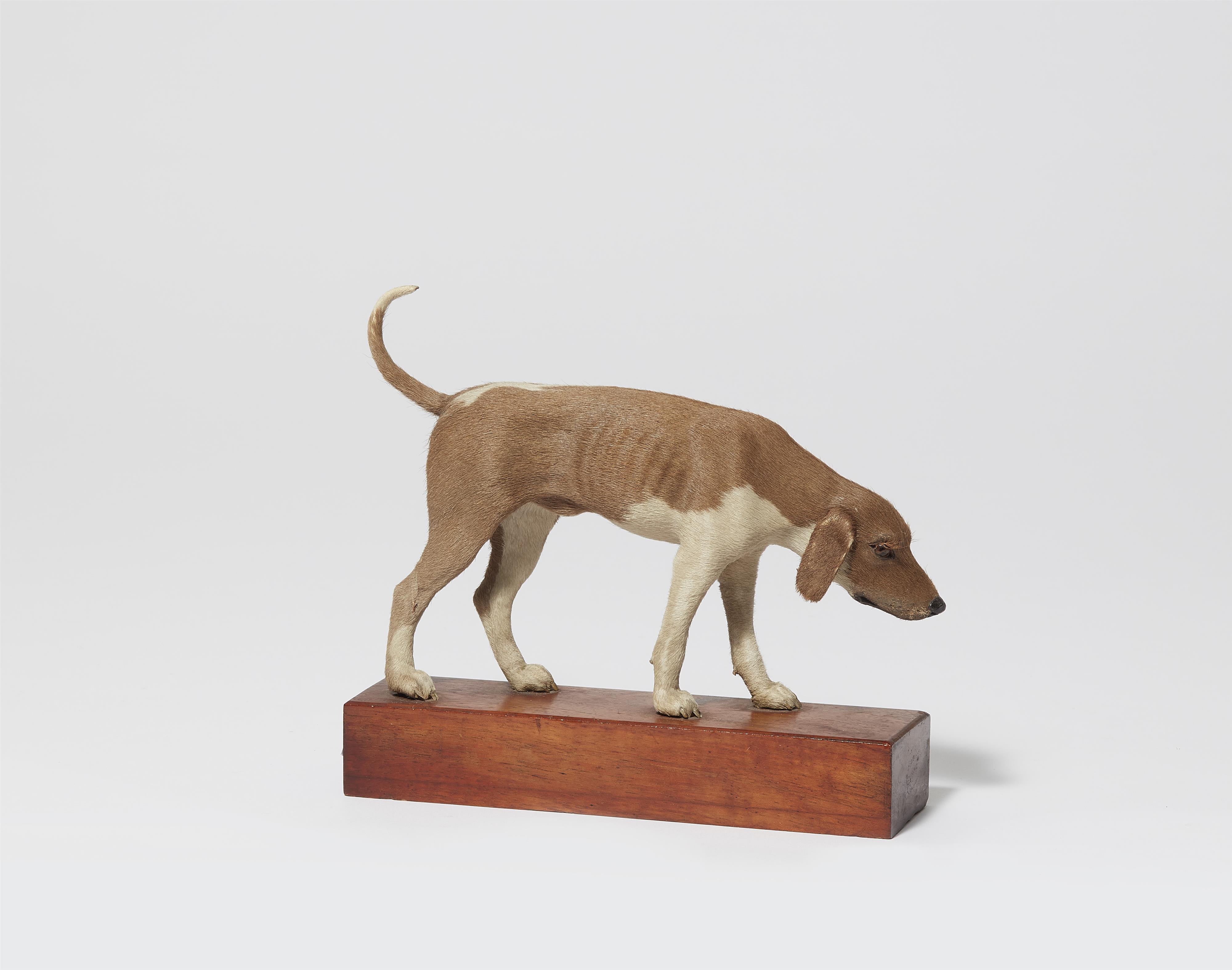 A taxidermy miniature of a hunting dog - image-1