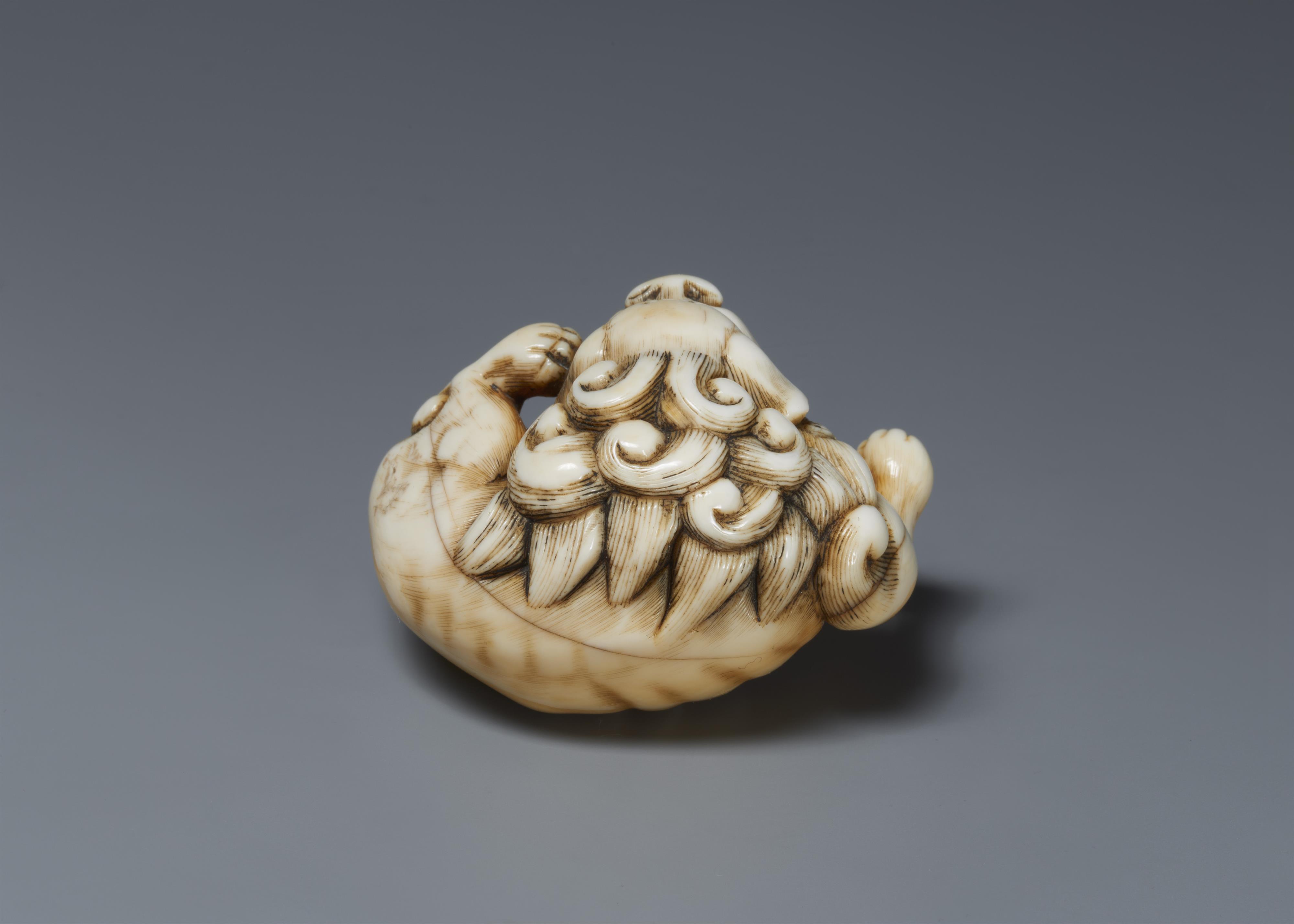 An ivory netsuke of a shishi scratchig itself. Early 19th century - image-2