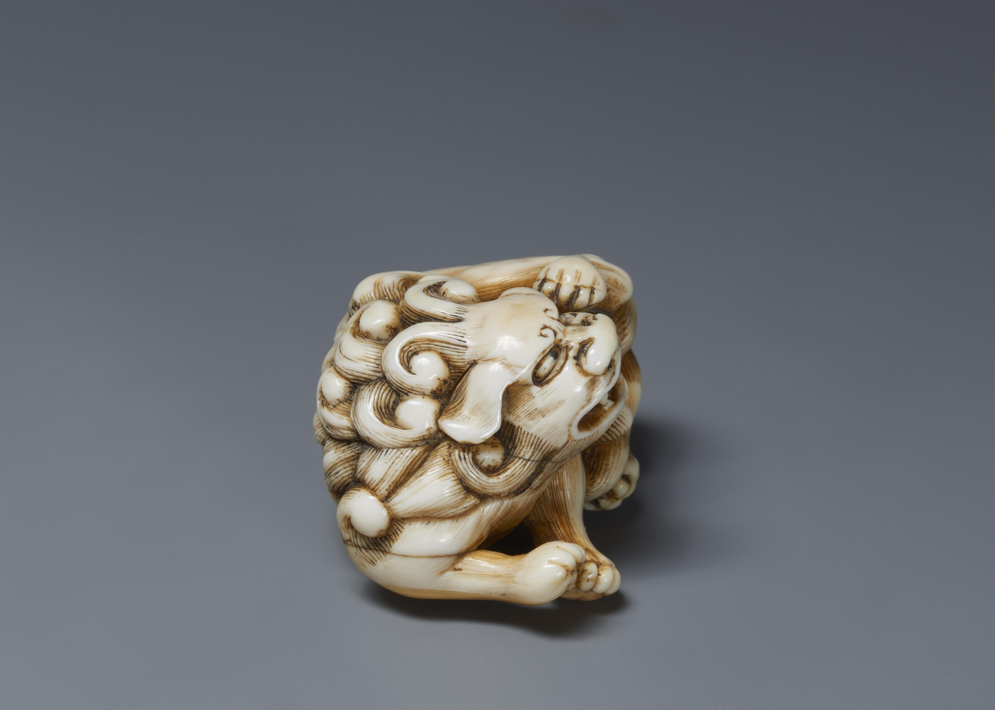 An ivory netsuke of a shishi scratchig itself. Early 19th century - image-4