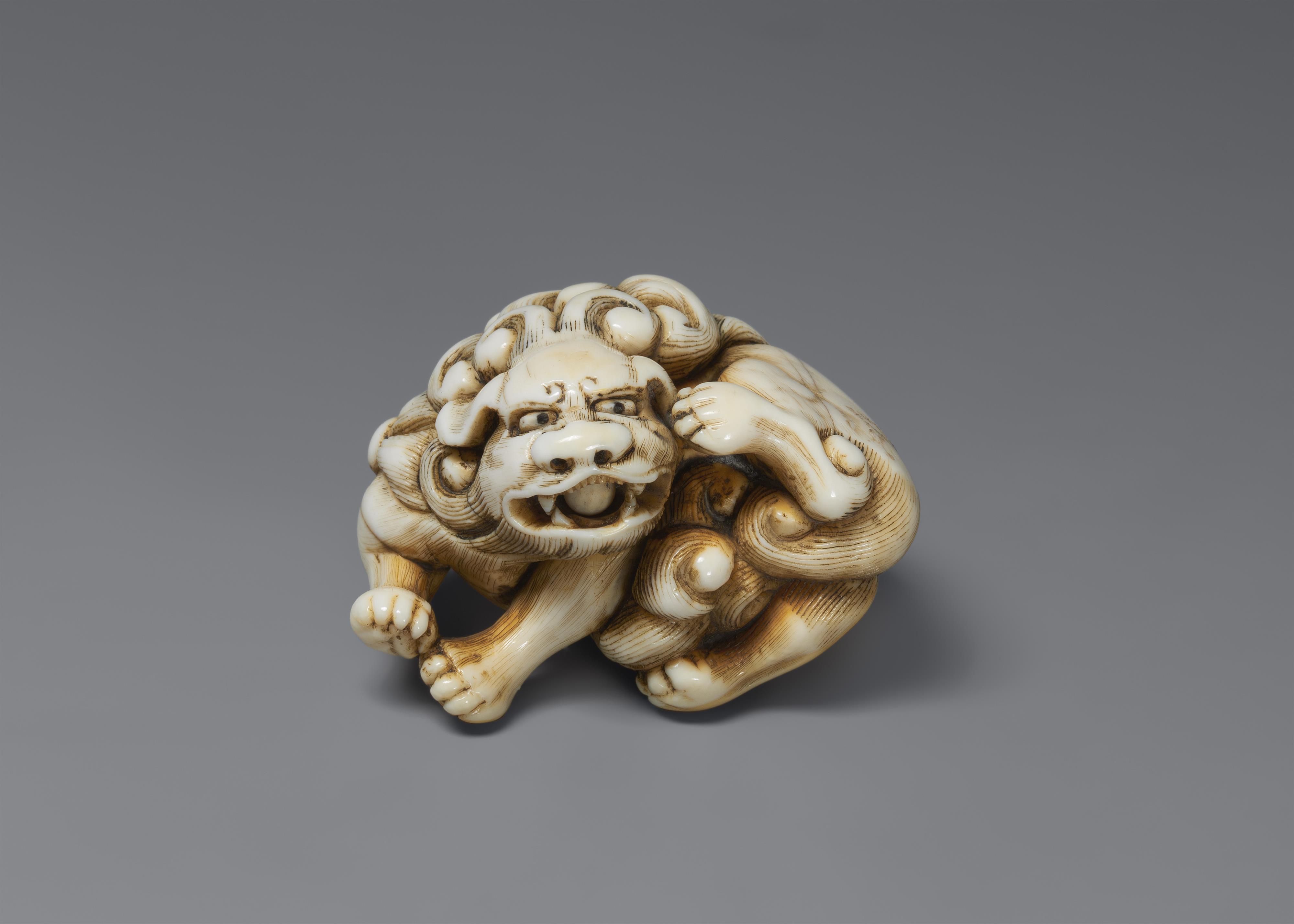 An ivory netsuke of a shishi scratchig itself. Early 19th century - image-1