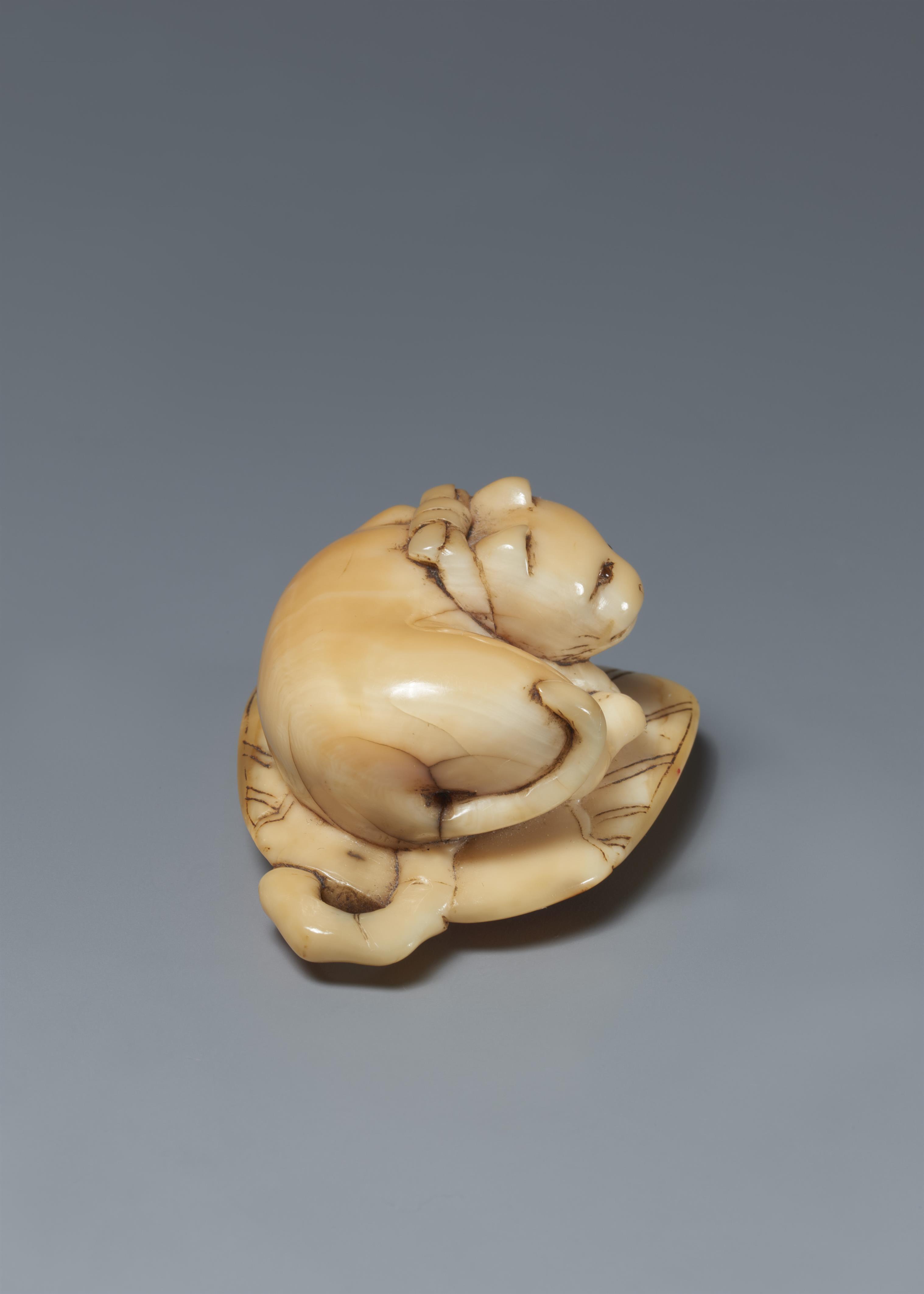 A marine ivory netsuke of a cat on a stiff fan. Around 1800 - image-5