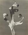 Karl Blossfeldt - Silphium Laciniatum (Rosin-Weed, Compass-Plant) - image-1