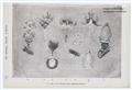 Max Ernst - Mobiles Herbarium - image-3