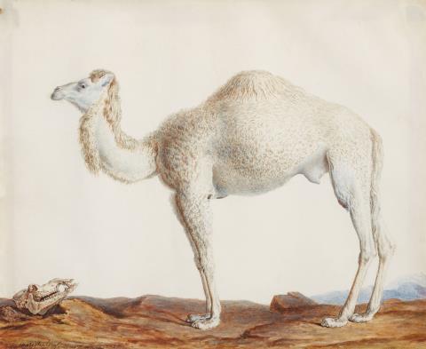 Nicolas Maréchal - Camelus Dromedarius - Das Dromedar