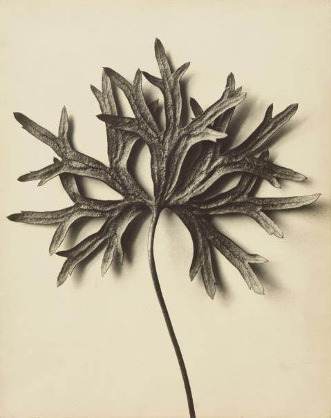 Karl Blossfeldt - Aconitum anthora (Eisenhut)