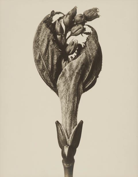 Karl Blossfeldt - Acer pensylvanicum (Striped maple)