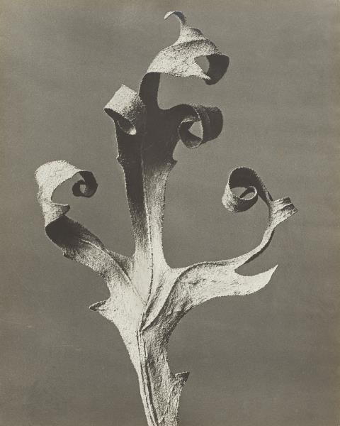 Karl Blossfeldt - Silphium Laciniatum (Kompasspflanze)